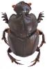 Onthophagus tricornis